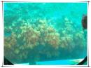 潜水艦の海底観光　(昼食付)