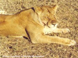シュルシュルーエ動物保護区　終日観光