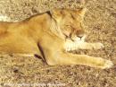 シュルシュルーエ動物保護区　終日観光