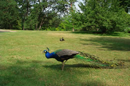バガテル公園(ばら園)散策とマルモッタン美術館(E)