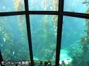モントレー水族館とキャナリーロー観光(午前)(D)