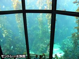 モントレー水族館とキャナリーロー観光(午前)(D)