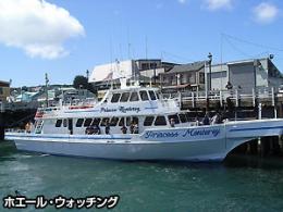 モントレー半島でのホエール・ウォッチング(D)